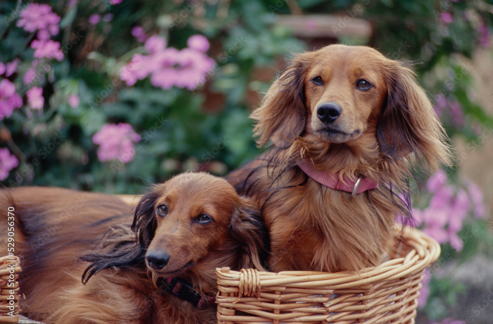 Dachshunds in basket in front of flower bush Dachshunds in basket in front of flower bush