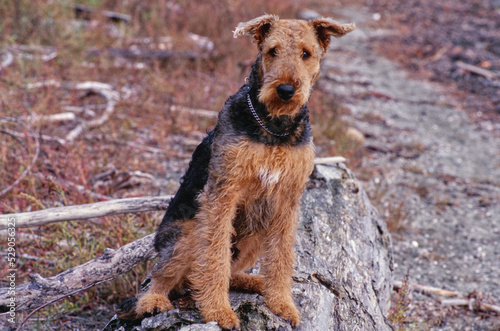 Airedale Terrier sitting on rocky surface