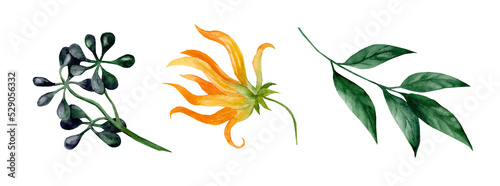Ylang-Ylang yellow flowers with green leaf. Watercolor hand drawn illustration isolated on white background