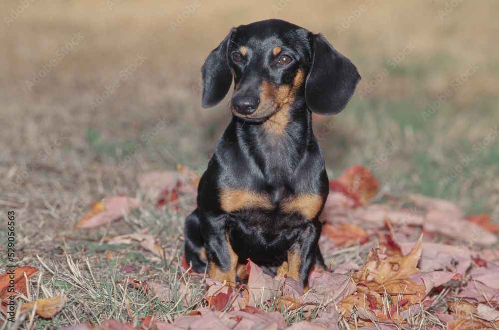 Dachshund in pile of leaves