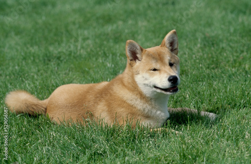Shiba Inu laying in grass with mouth open © SuperStock