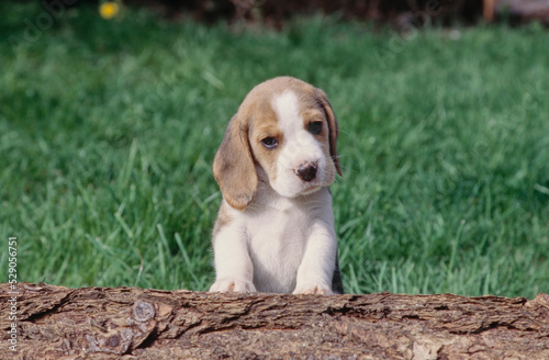 Beagle puppy sitting up on tree trunk outside