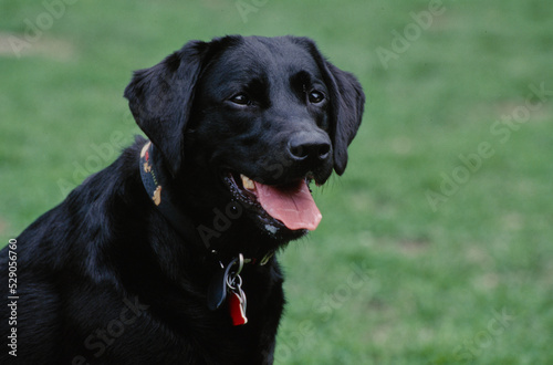 Lab in black collar with mouth open