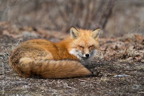 Red Fox Photo Stock. Fox Image. Close-up profile view resting with close eyes in the spring season displaying fox tail, fur, in its environment and habitat with a blur background. Picture. Portrait.