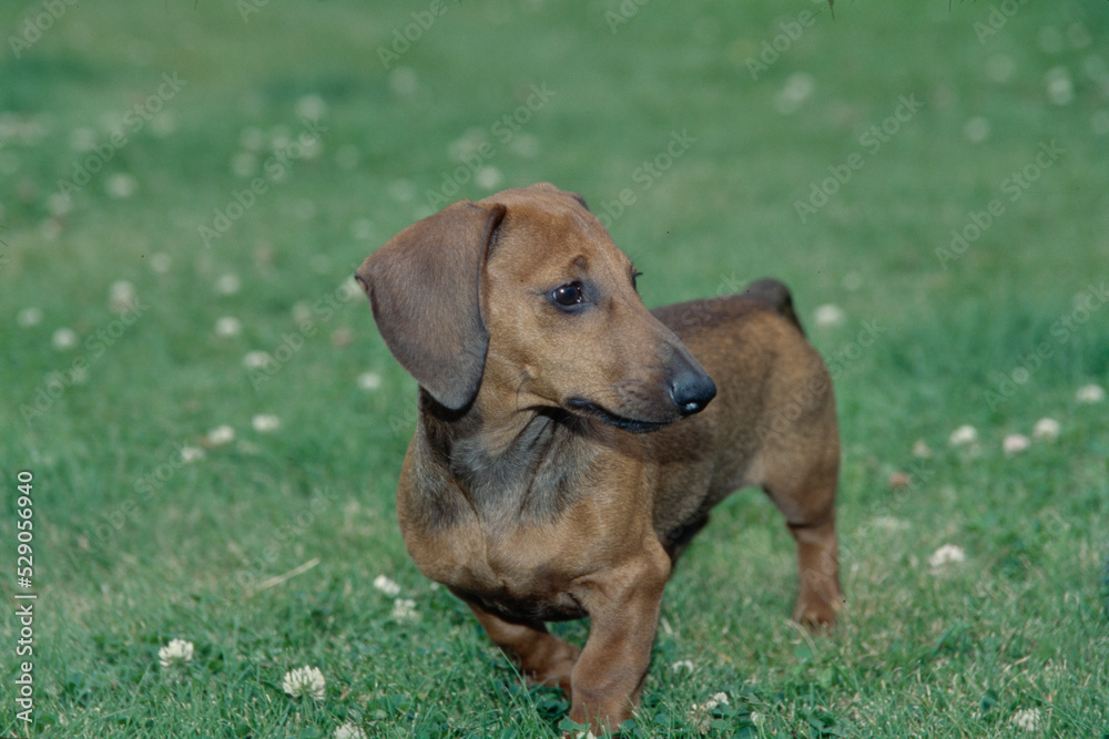 Dachshund in grass field