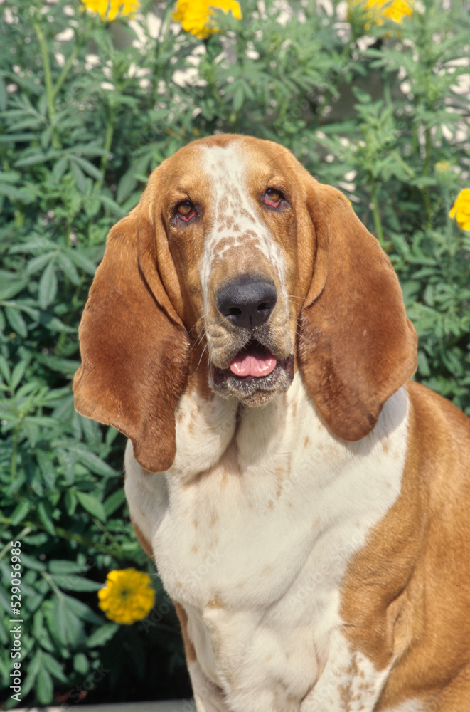 Basset Hound outside in front of yellow flower bush