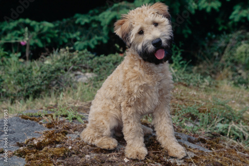 Soft Coat Wheaton Terrier in grass