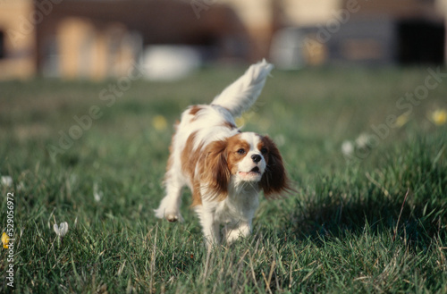 King Charles Spaniel running in grass