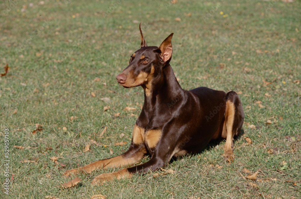 Doberman in grass field looking ahead Doberman in grass field looking ahead