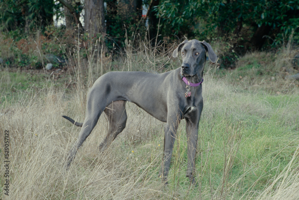Great Dane in tall dead grass and forest looking right