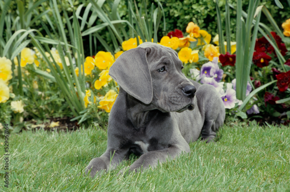 Great Dane puppy laying in grass in front of flowers looking left