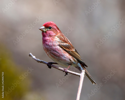 Purple Finch Photo and Image. Finch male close-up profile view, perched on a branch displaying red colour plumage with a blur background in its environment and habitat surrounding.