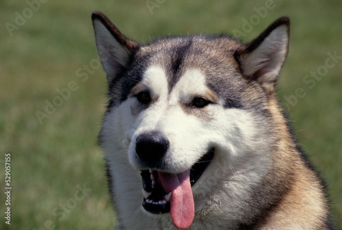 Close up of Siberian Husky in field © SuperStock