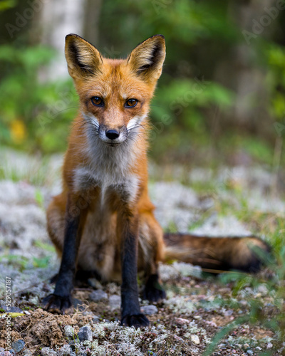 Red Fox Stock Photo and Image. Close-up profile view sitting and looking at camera with blur forest background in its environment and habitat surrounding. Fox Picture.