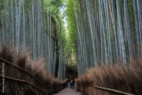 Famous Arashiyama Bamboo Grove in Kyoto, Japan