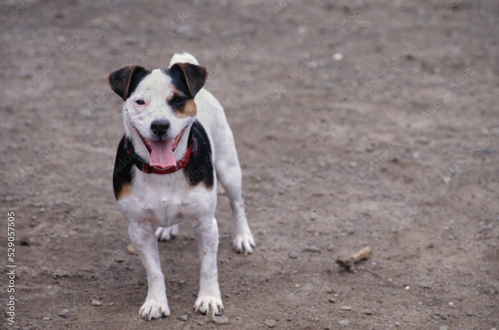 Jack Russell Terrier in gravel and dirt in shade