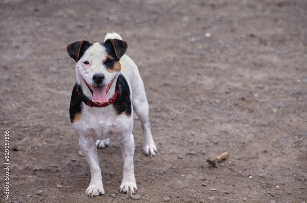 Jack Russell Terrier in gravel and dirt in shade Jack Russell Terrier in gravel and dirt in shade