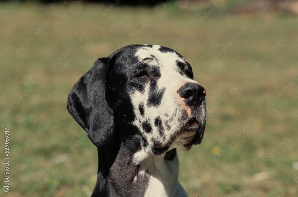 Close up of Great Dane in field looking forward Close up of Great Dane in field looking forward