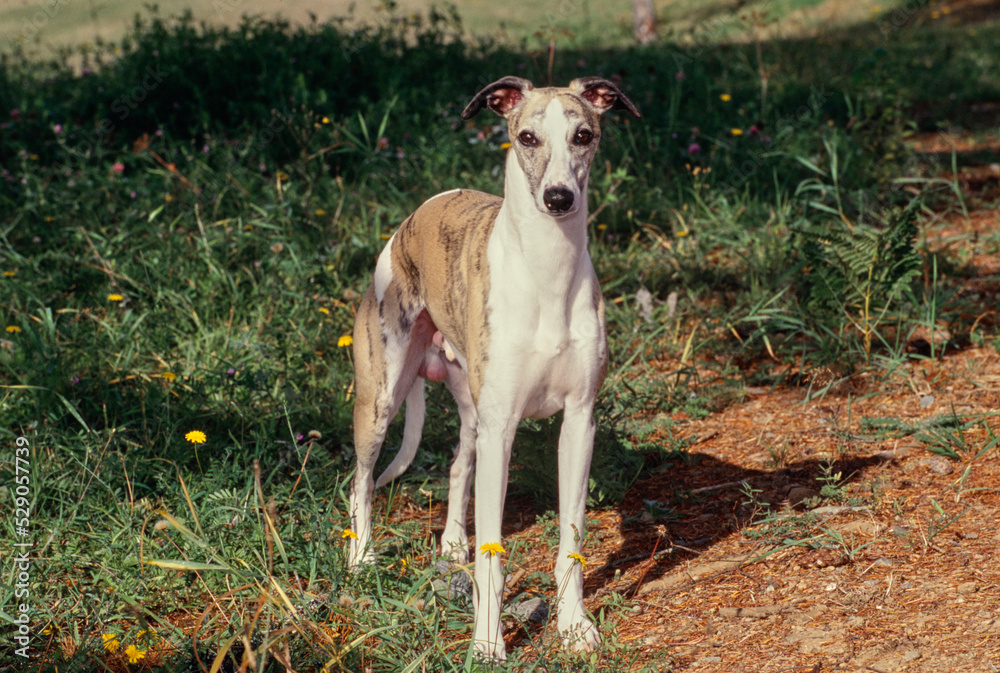 Whippet standing in trail area near small yellow flowers
