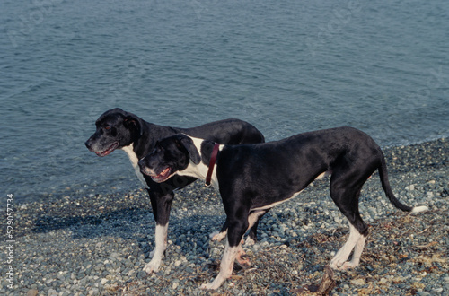 Great Danes on beach