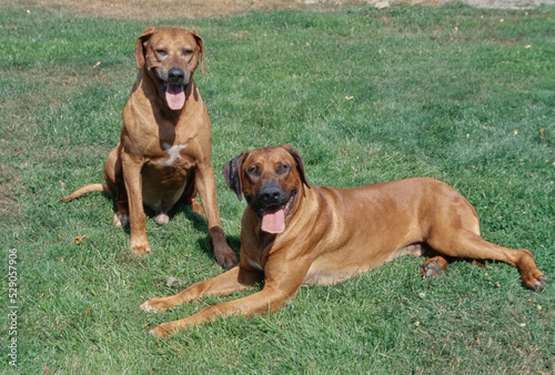 Two Rhodesian Ridgebacks on grass outside