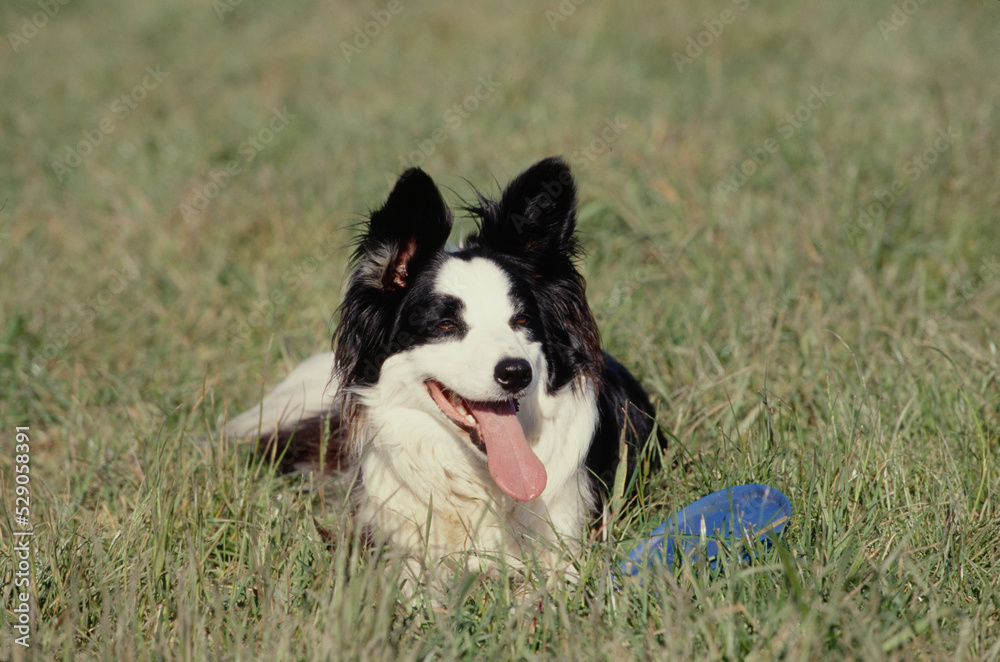 Border Collie in field with frisbee