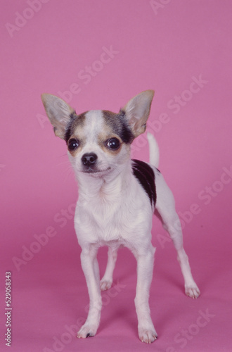 Chihuahua on pink background © SuperStock