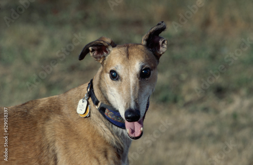 Greyhound in grass field with mouth open © SuperStock