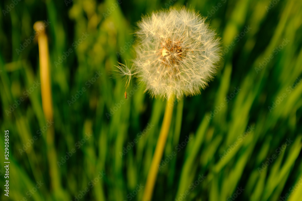 A fluffy dandelion on a green grass lawn. A large single dandelion on the bon, close-up in grass. Grass background for post, screensaver, wallpaper, postcard, poster, banner, cover, website