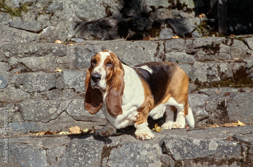 Basset Hound standing on stone steps outside