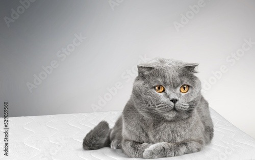 A cute cat is lying on the sofa. The cat misses its owner. Emotional state of the cat.