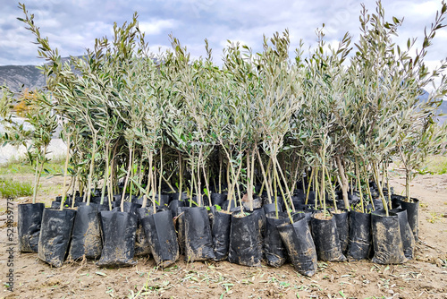 Seedlings of olive trees in plant nursery prepared for sale, for landing