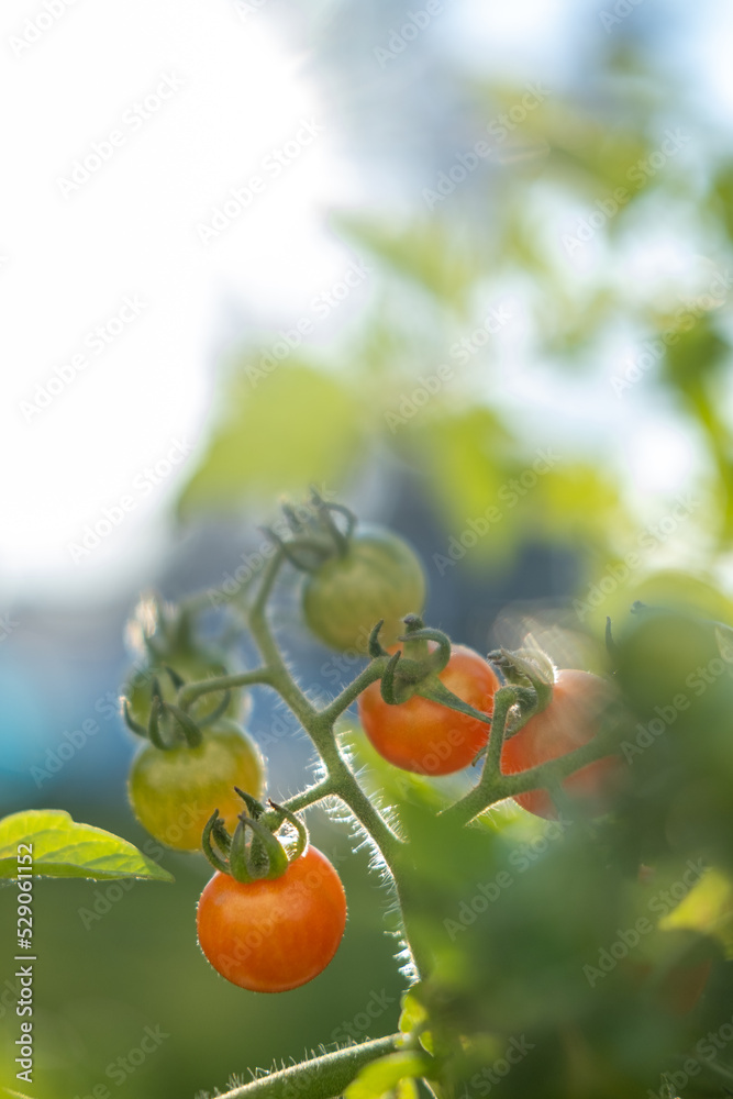 Grape tomatoes growing on a vine in the summer sun. High quality photo