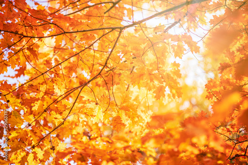 Oak tree leaves in autumn. Sunny golden background