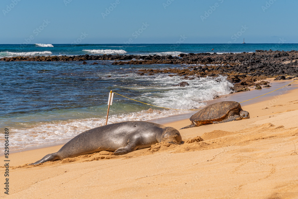 Monk seal and sea turtle resting together on tropical beach near reef Monk seal and sea turtle resting together on tropical beach near reef