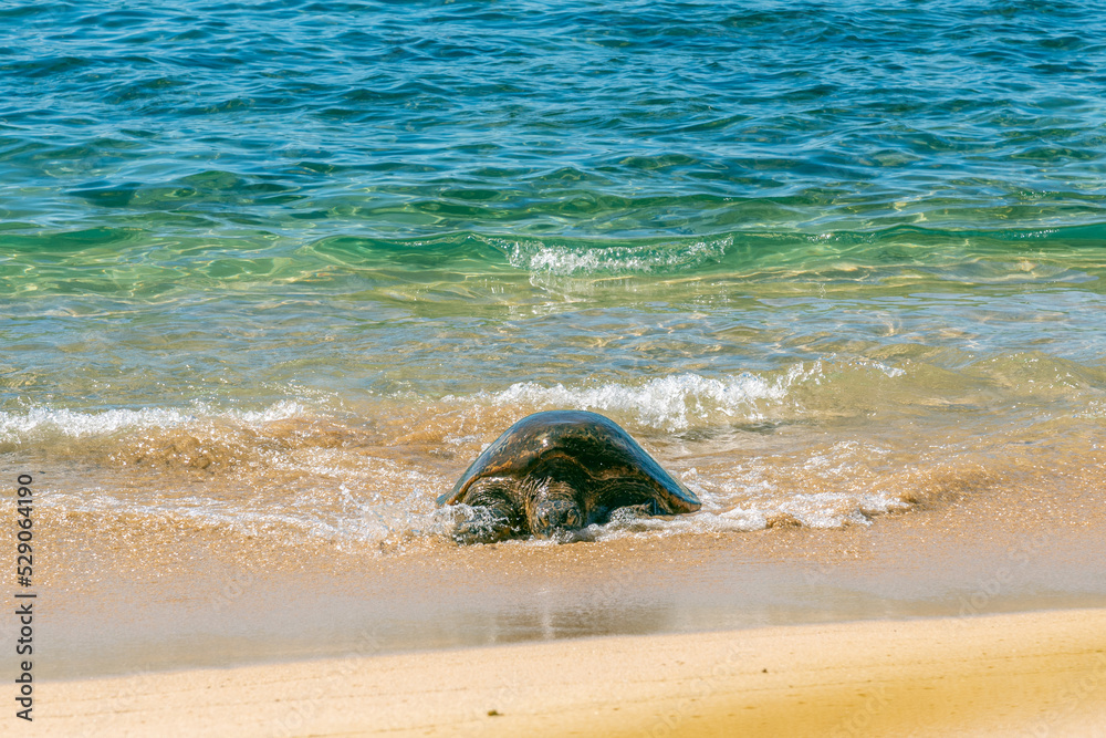 Green sea turtle crawling out of the ocean onto tropical beach