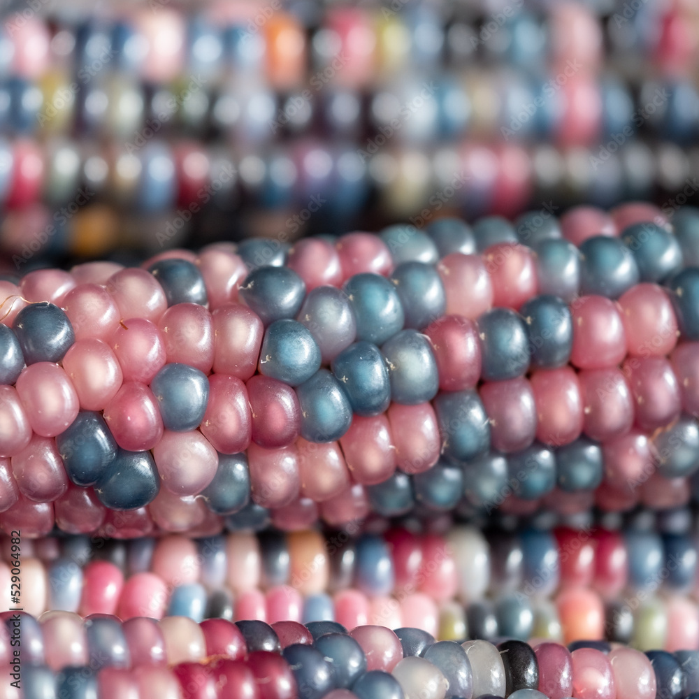 Zea Mays gem glass cobs of sweetcorn, also known as calico, flint or fiesta corn, with brightly coloured kernels. Grown in an urban garden in London UK. Zea Mays gem glass cobs of sweetcorn, also known as calico, flint or fiesta corn, with brightly coloured kernels. Grown in an urban garden in London UK.