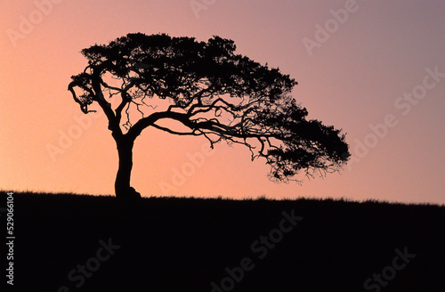 Cypress Tree - Monterey County  California