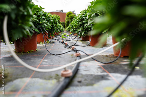 Close up of boxwood bushes and drip irrigation system in a vegetable garden in a horticulture and gardening center - selective focus. Irrigation system in working plant farms