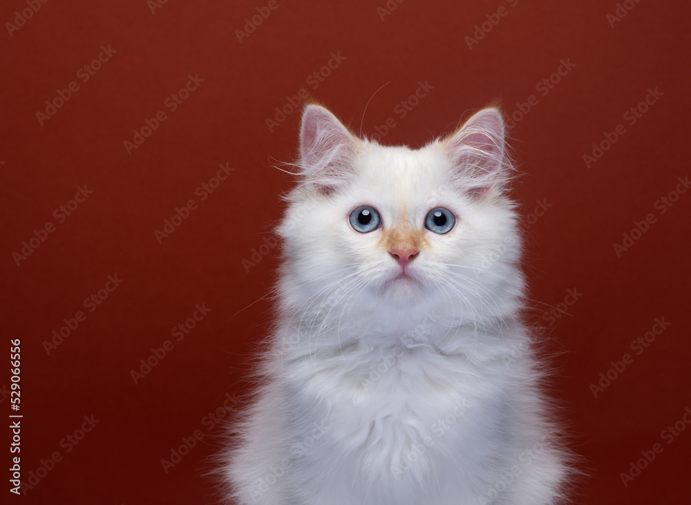 fluffy white siberian kitten portrait on red background with copy space