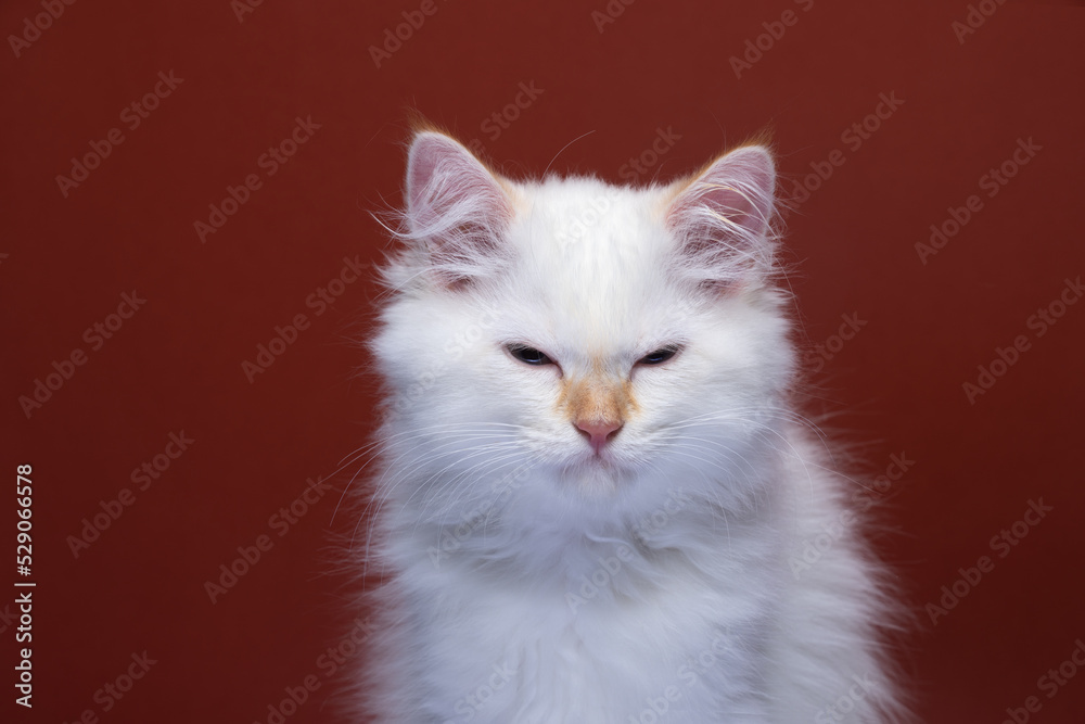 fluffy white siberian kitten looking angry on red background with copy space