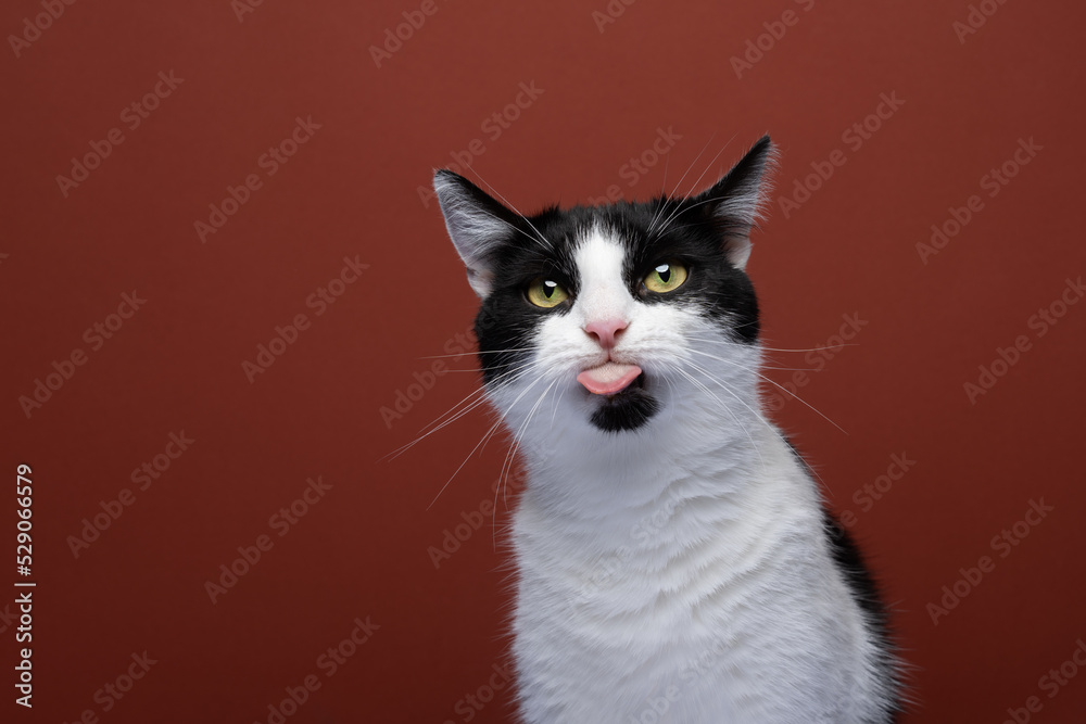 funny cat sticking out tongue portrait on red background with copy space