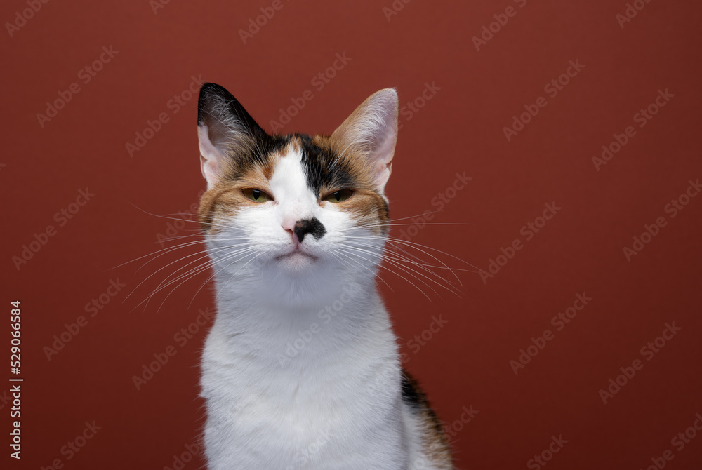 angry cat portrait looking at camera on red background with copy space angry cat portrait looking at camera on red background with copy space