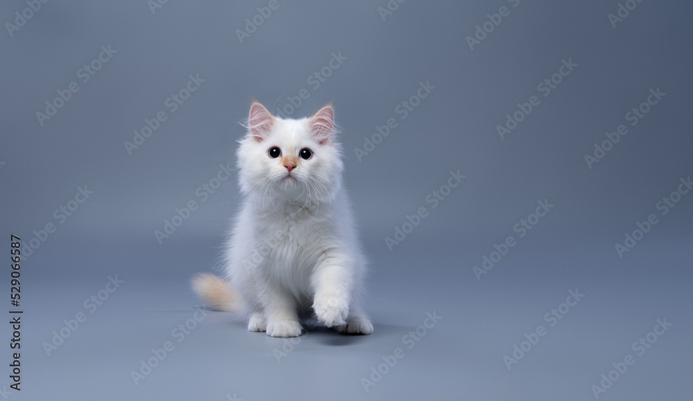 playful fluffy white siberian kitten with wide dilated pupils looking at camera on gray background with copy space