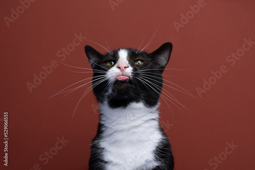 funny black and white tuxedo cat making silly face sticking out tongue on red background