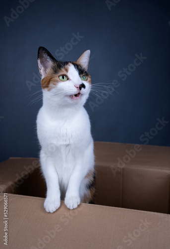 white calico cat standing inside of cardboard box looking to the side on gray background with copy space