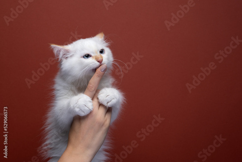 cute white fluffy siberian kitten licking treat off finger on red background with copy space