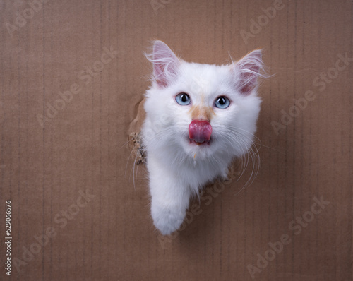 fluffy white siberian kitten sticking head through a hole in cardboard box looking at camera licking lips