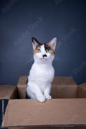 white calico cat standing inside of cardboard box looking at camera on gray background with copy space