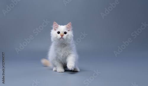 playful fluffy white siberian kitten with wide dilated pupils looking at camera on gray background with copy space